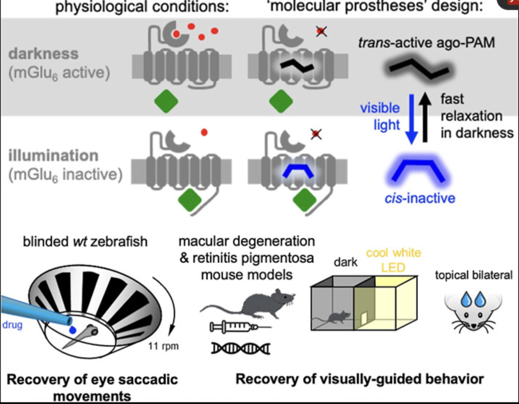 Imagen sobre fisiopatología del proceso. Fuente: https://pubs.acs.org/doi/10.1021/jacs.5c18611